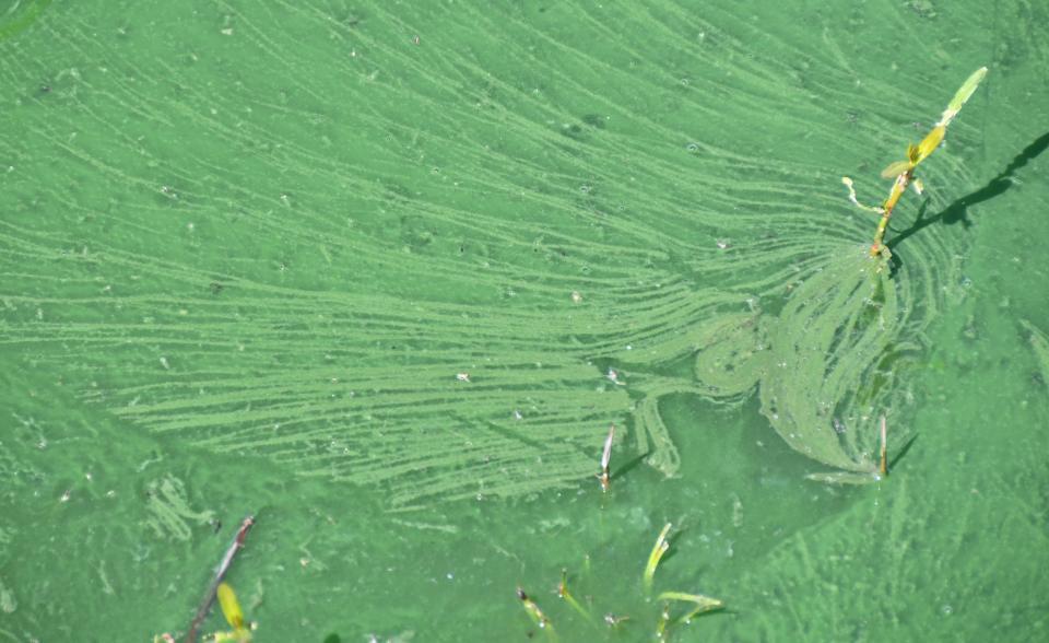 Blue-green algae coated waters near the banks of Lake Washington are shown in 2019. Certain species of the algae produce the microcystin toxin, which is toxic to humans, plants, and animals.