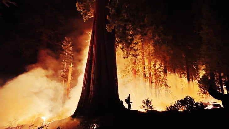 The author beside a giant sequoia during the 2021 KNP Complex