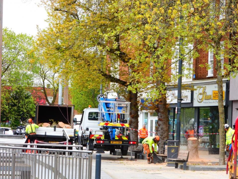 Watford Observer: The Parade tree being chopped on Sunday.