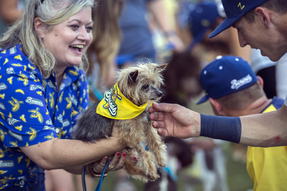 Emily Kelley, of Farmerville, La., holds her 15-year-old Yorkie terrier named Sebastian during a Bark in the Park parade for the Savannah Bananas players before a baseball game Tuesday, June 7, 2022, in Savannah, Ga. (AP Photo/Stephen B. Morton)