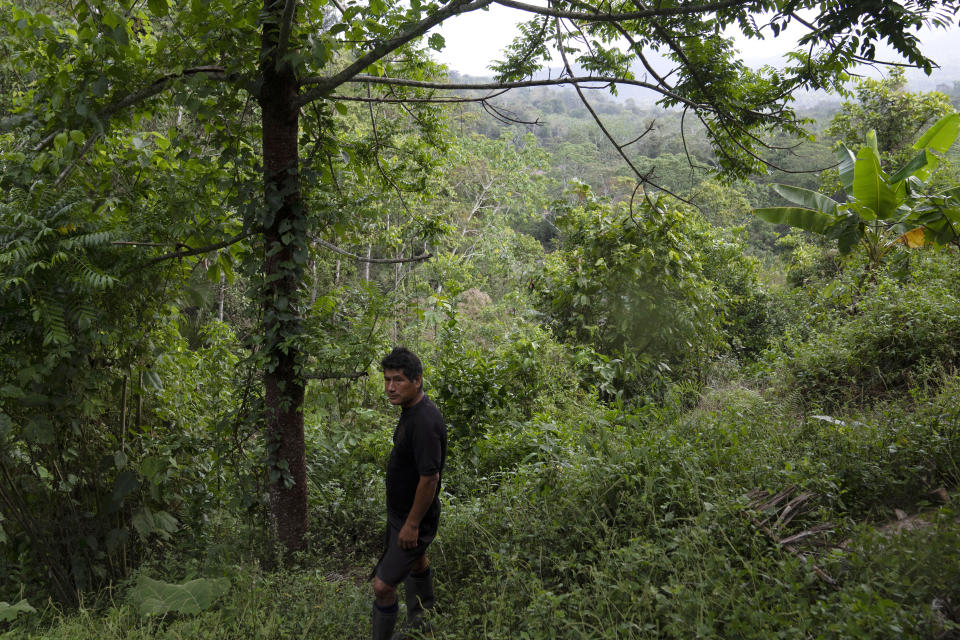 A resident of the Puerto Franco community walks near to the limit of Cordillera Azul National Park in Peru's Amazon, Monday, Oct. 3, 2022. Analysis by independent experts and reporting by The Associated Press raise doubts about whether a program to sell carbon credits is delivering on its promise to stop deforestation in the park and balance out carbon emissions by the companies buying the credits. (AP Photo/Martin Mejia)