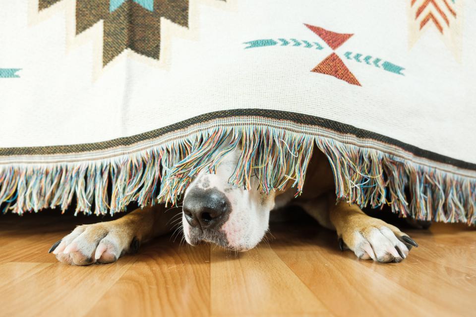 Fireworks can lead to stress and anxiety for dogs.