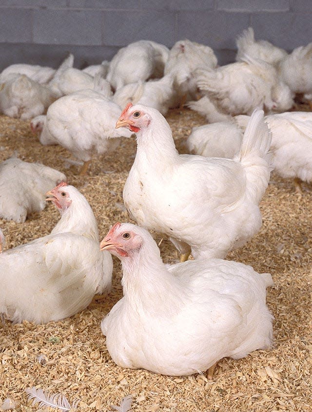 More than 24 million birds have been killed in more than 17 states to try to contain the spread of a highly pathogenic strain of avian flu.