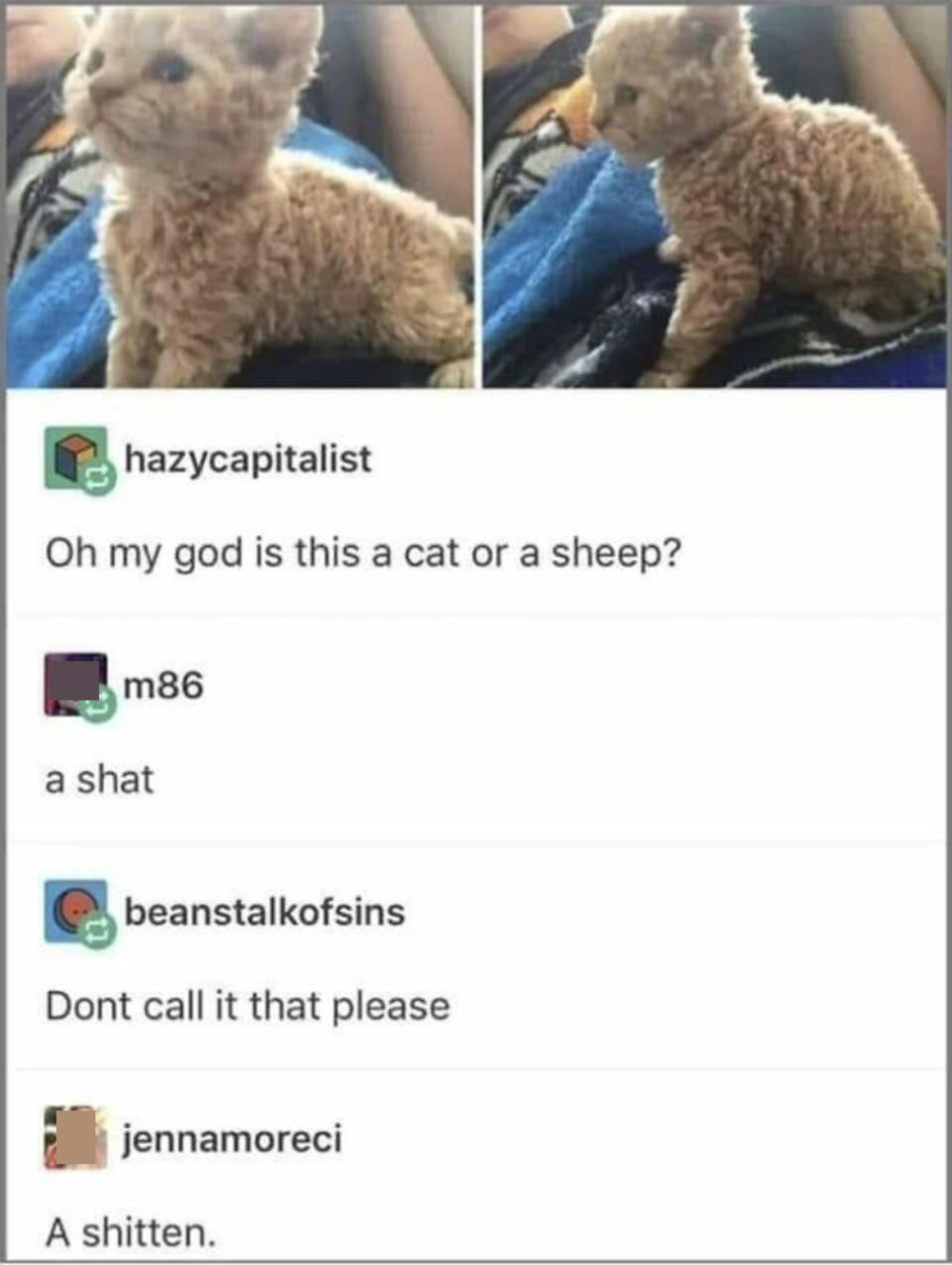 someone asking if that's a cat or a sheep and person calling it a shat and a shitten