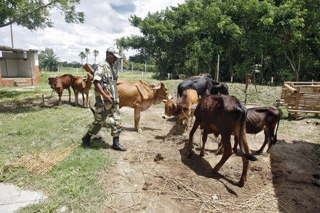 An Indian Border Security Force (BSF) soldier guards captured cattle from the unfenced India-Bangladesh border in West Bengal, India, June 20, 2015. REUTERS/Rupak De Chowdhuri