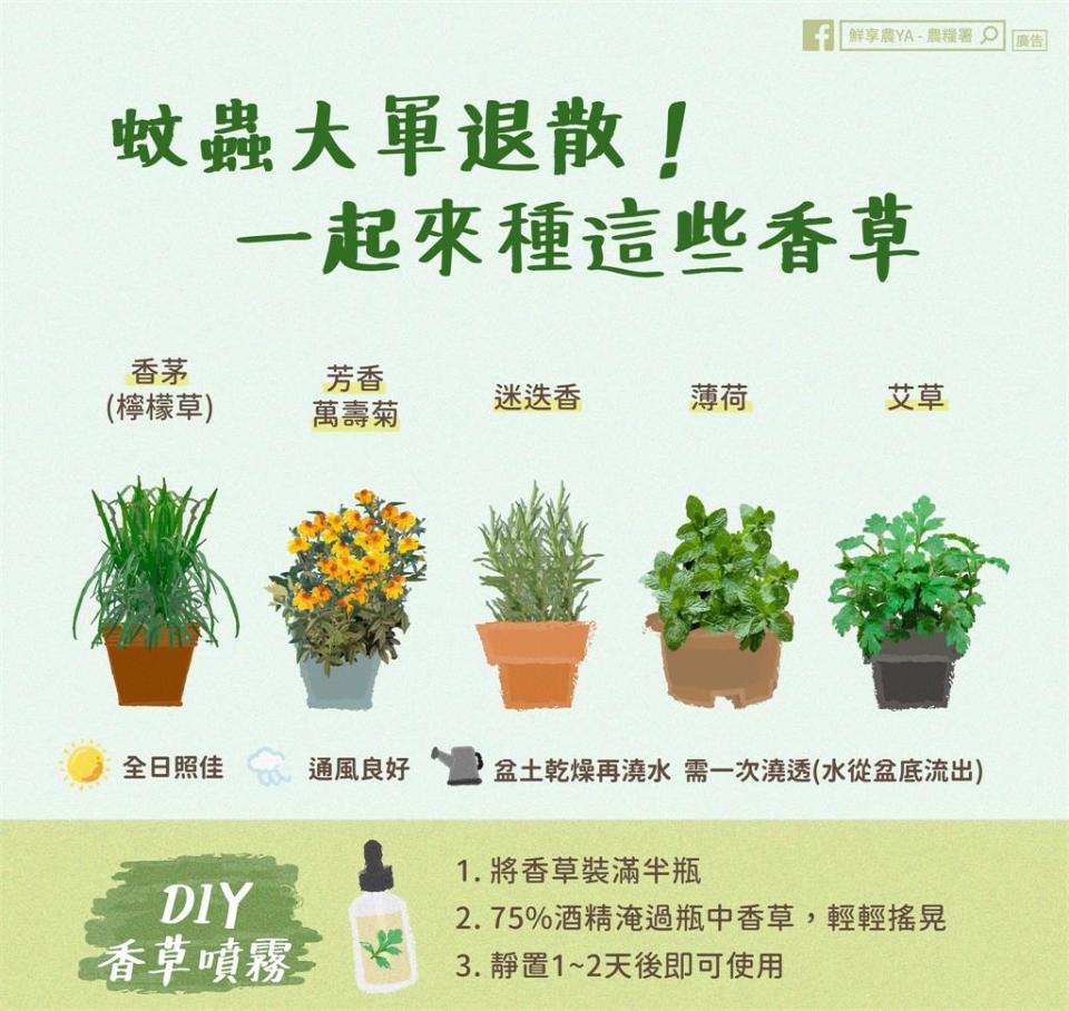 夏季蚊蟲大爆發！5種「香草植物」可防蚊 清香噴霧DIY