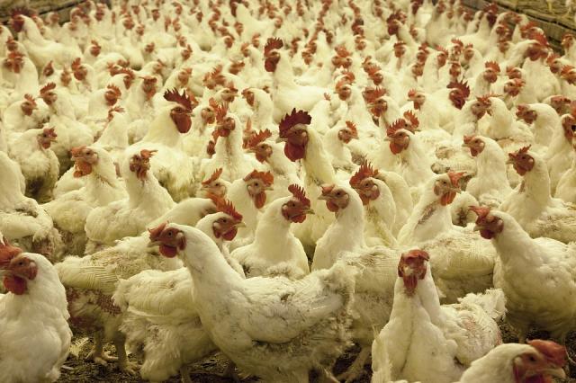 European Farmers Raise Millions Of Chickens In Free Range Farms