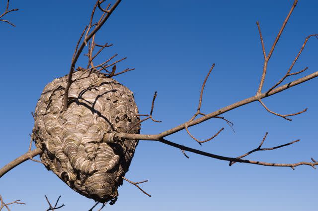 <p>Rainbowphoto/Getty Images</p> Bald-Faced Hornet Nest