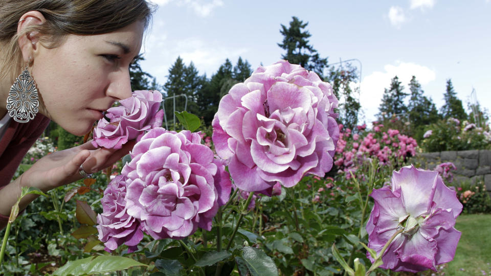 FILE - This July 13, 2010 shows Stephanie Lesire, of Albany, smelling a rose as she walks through the International Rose Test Garden in Portland, Ore. Founded in 1917, Portland’s International Rose Test Garden is the oldest official, continuously operated public rose test garden in the United States. (AP Photo/Rick Bowmer, file)