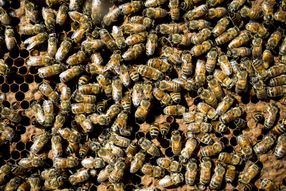 The highly aggressive Africanized bee population has risen by at least 1,000 percent in Arizona this year, according to Reed Booth. Known religiously as the “killer” bee, this hybrid species is known to defend its hive relentlessly when disturbed, viciously attacking anything—or anyone—in their path.