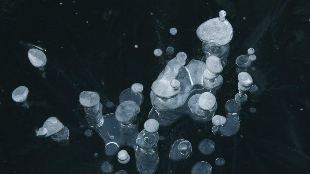  Methane bubbles trapped below the surface of a frozen body of water with a black background. 