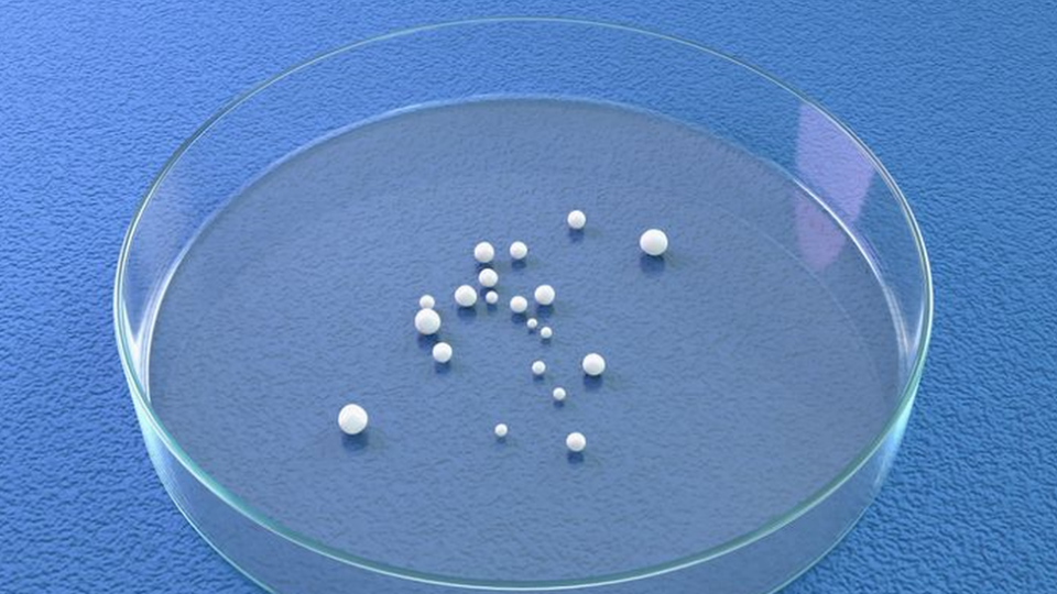 Placa de petri circular con pequeñas esferas dentro que representan los minicerebros
