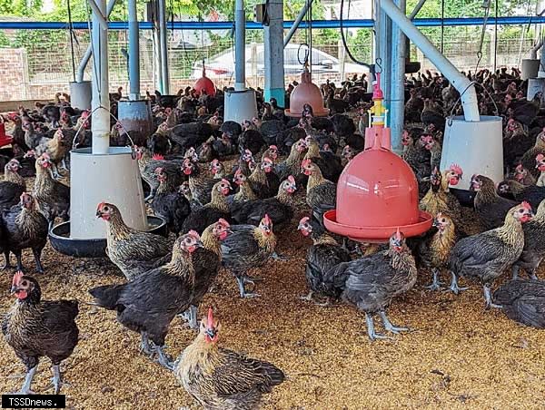 南市農業局與中華民國養雞協會共同輔導臺南市養雞協會於麻豆舉辦土雞行銷活動，鼓勵支持國產肉品。（記者李嘉祥攝）