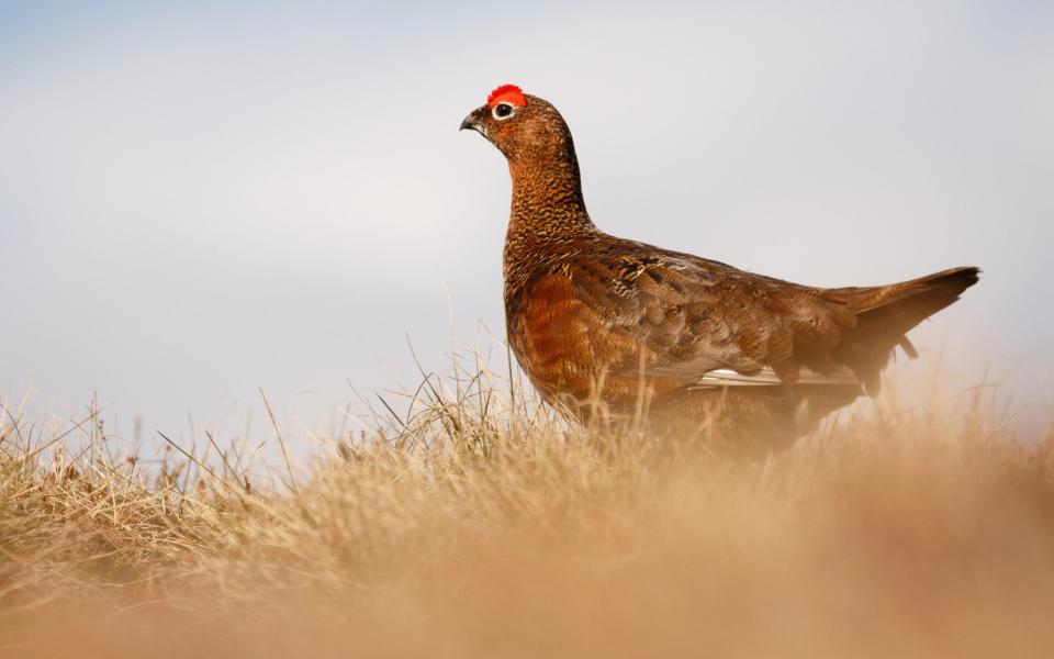 Peatlands are often burned to provide a habitat for grouse - Moment RF