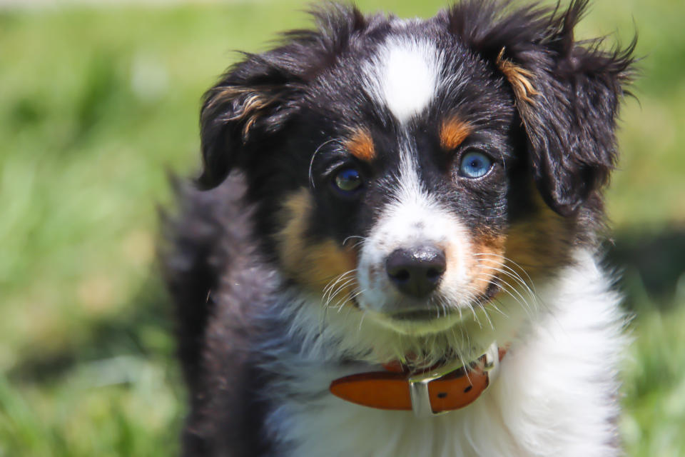 In Huntsville, im US-Bundesstatt Alabama, ist ein Hund drei Jahre nach seinem Verschwinden wieder aufgetaucht. (Symbolbild: Getty Images)