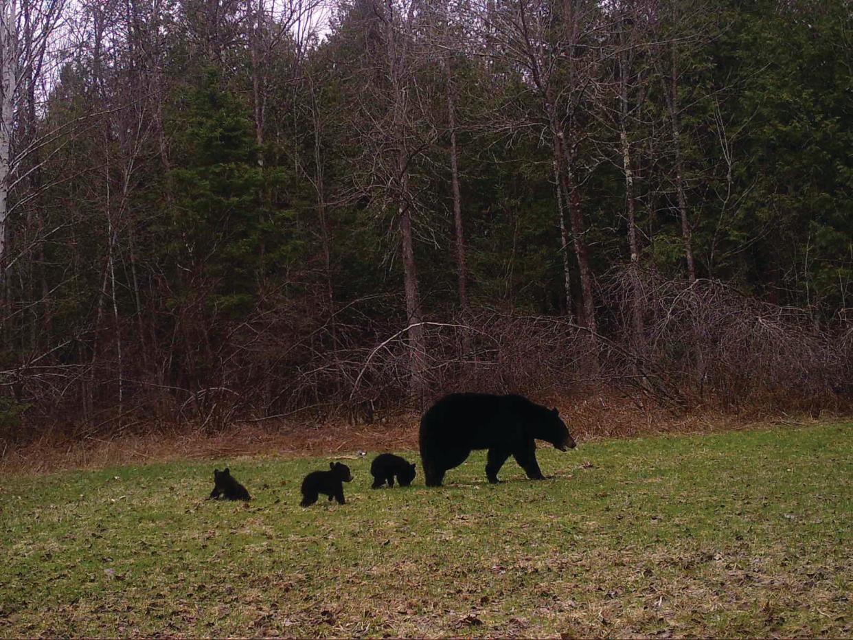 A black bear sow and cubs were captured by a Snapshot Wisconsin trail camera in this Wisconsin DNR photo.