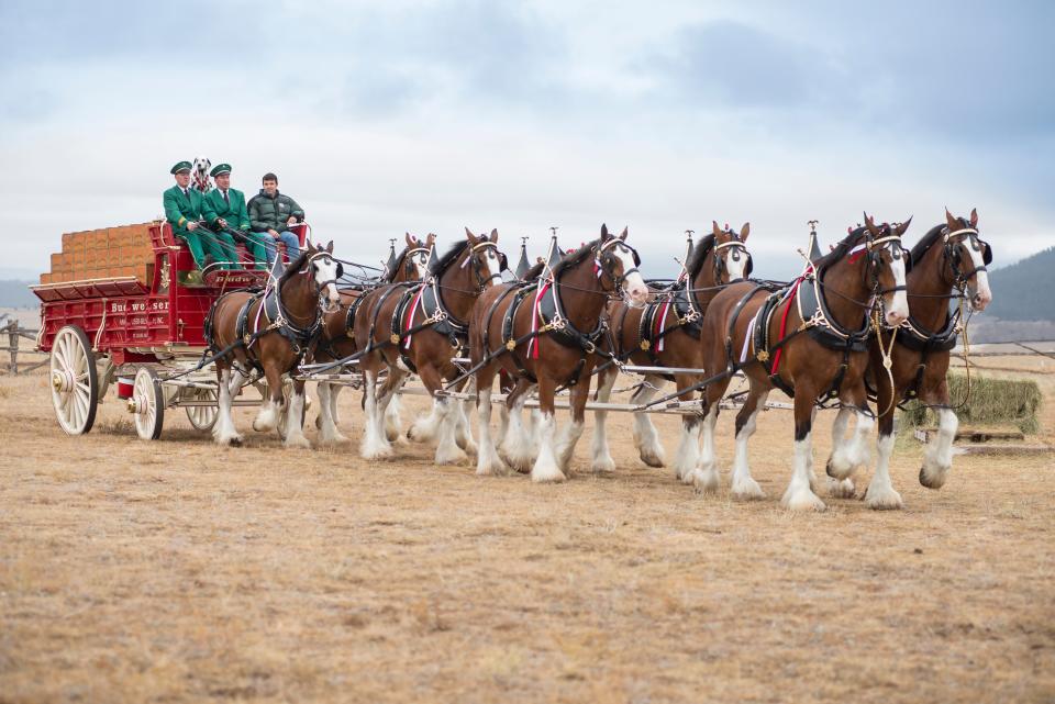 The Budweiser Clydesdales.
