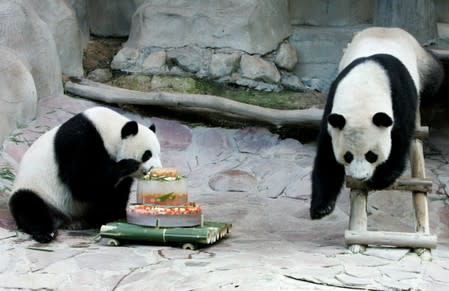 FILE PHOTO: Giant pandas Lin Hui and Chuang Chuang play with an ice cake at Chiang Mai Zoo, Thailand