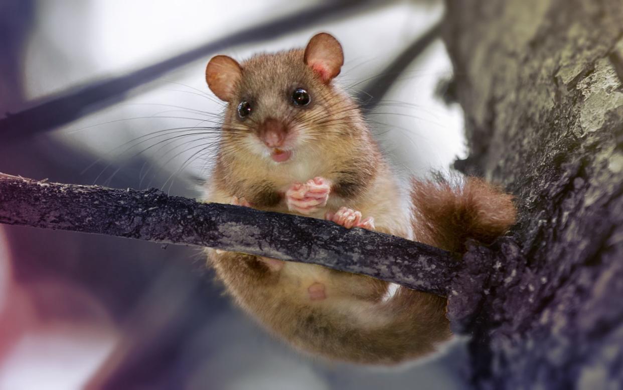 Am 27. Juni ist Siebenschläfertag. Aber was bedeutet das überhaupt? (Bild: iStock / lensomy)