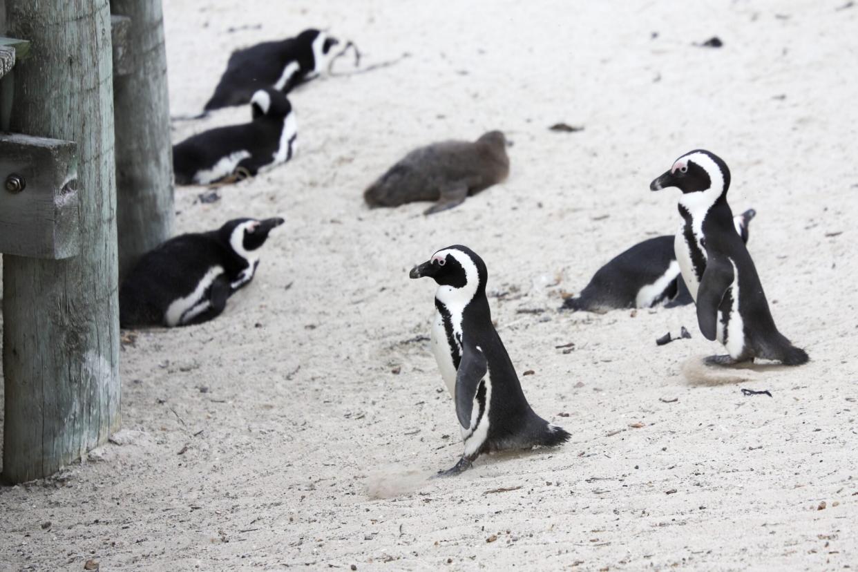 African penguins