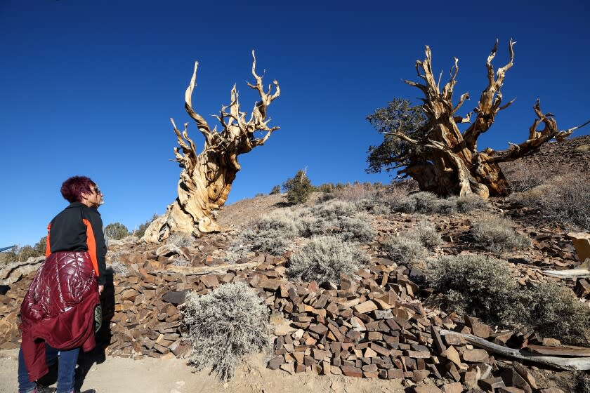 A 4,853-year-old Great Basin bristlecone pine tree known as Methuselah