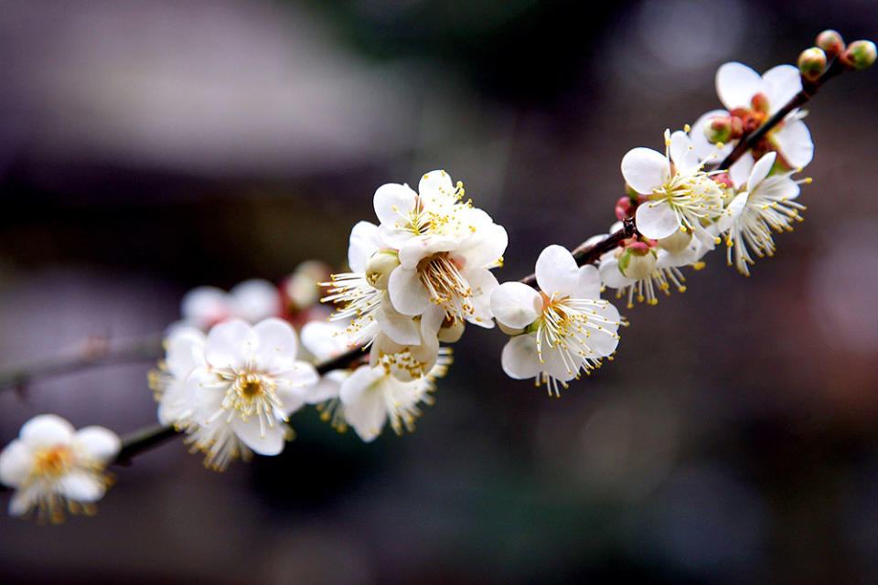 北野天滿宮（Photo by Koichi Kamoshida, Image Source : Getty Editorial）