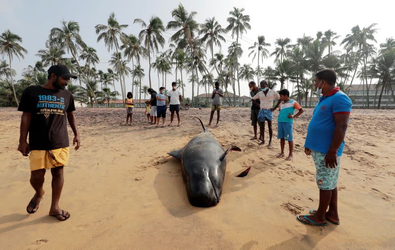 People look at a dead pilot whale after being stranded on a beach in Panadura