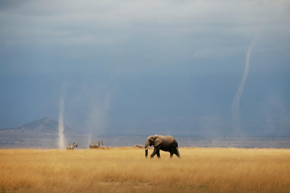 A whirlwind is seen as elephant and zebras walk through the Amboseli National Park.