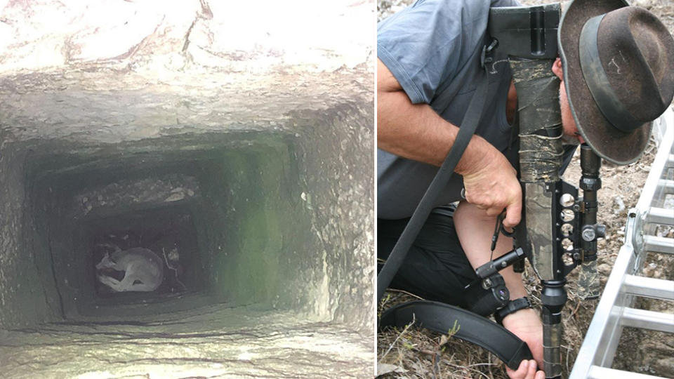 On the left is the kangaroo at the bottom of the mineshaft and on the right is Manfred tranquillising the kangaroo to allow for my safe approach and to reduce further stress and injury to the animal.