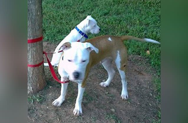 (Pictured) Two dogs owned by the Georgian family, but it is unclear if these are the dogs involved in the fatal attack. Picture: Facebook