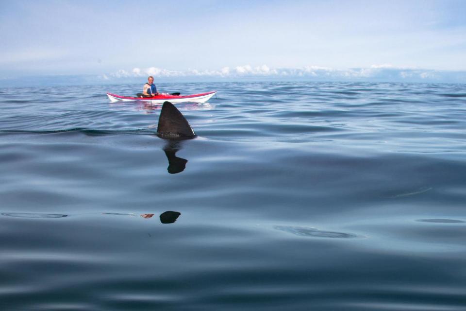 Impressive sight: A kayaker comes close to a basking shark