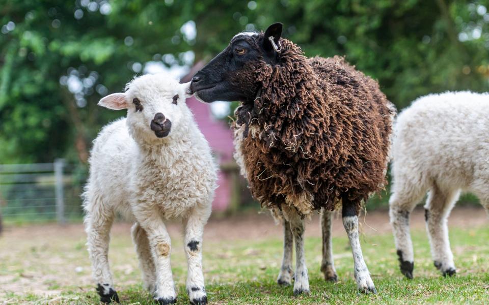 Sheep new breed Shalais Shetland Valais animals farm Farmer Palmer’s petting zoo Dorset - Max Willcock/BNPS