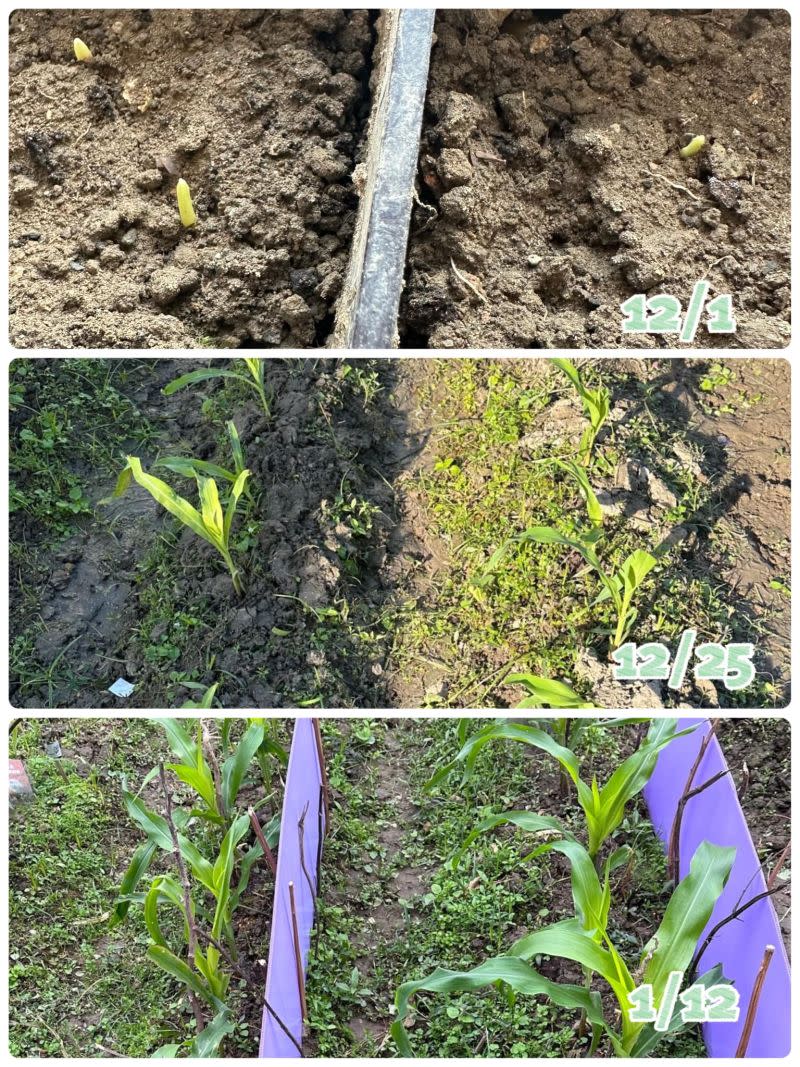 ▲當事人把爆米花的玉米粒放進土中種植，結果竟然成功長出來。（圖／當事人授權使用）