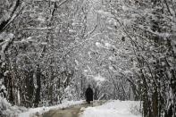 A Kashmiri man walks under the snow-covered trees after heavy snowfall during winter in Srinagar January 1, 2014. The Srinagar-Jammu highway, Kashmir valley's link with the rest of the country, has been closed on Tuesday following heavy snowfall, local media reported. REUTERS/Danish Ismail (INDIAN-ADMINISTERED KASHMIR - Tags: ENVIRONMENT TPX IMAGES OF THE DAY)