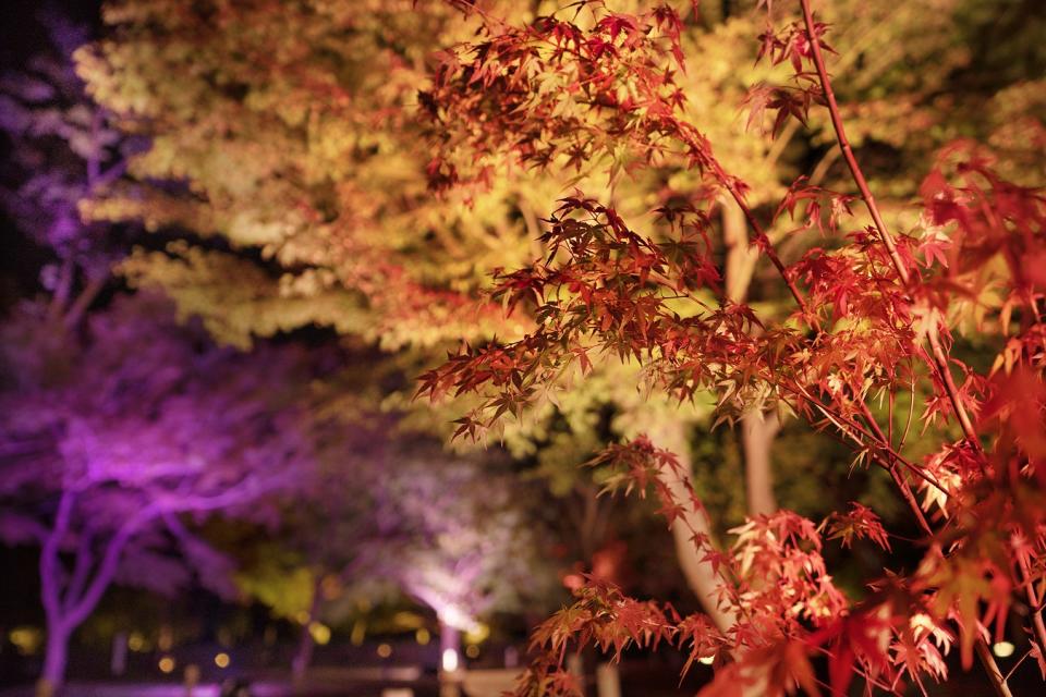 日本旅遊｜京都二條城 x NAKED秋季夜間光雕藝術展！超華麗藝術投影、紅葉點燈、數碼化茶道體驗