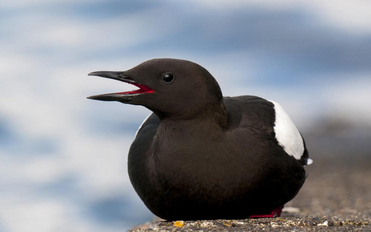 A black guillemot pictured in Scotland in May - Dave Pressland/Corbis NX