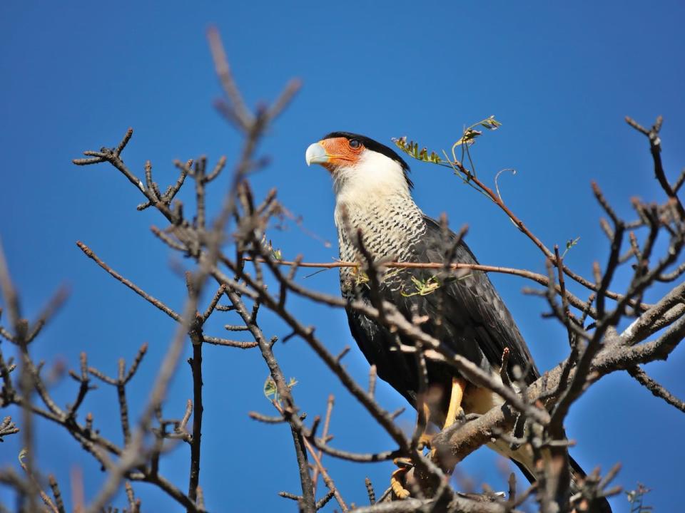 A crested caracara spotted in Baja California Sur, Mexico. Caracaras are generally equatorial birds, but sightings have become more common in the Maritimes.