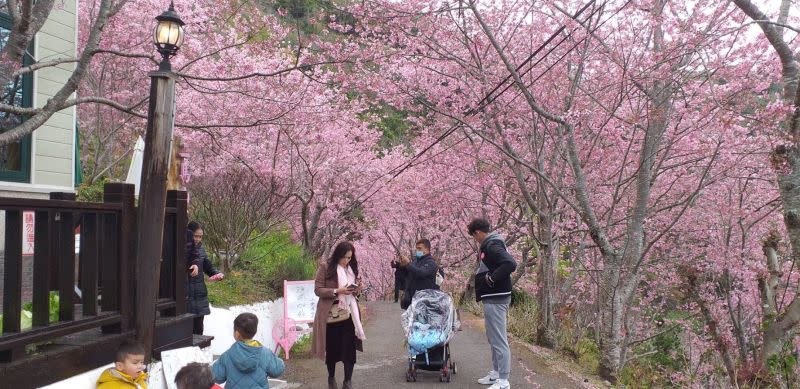 ▲目前拉拉山上的恩愛農場、光明農場、中巴陵櫻木花道等都開滿茂盛的櫻花，其中又以恩愛農場的千島櫻、富士櫻最廣受歡迎。（圖／桃市觀旅局提供）