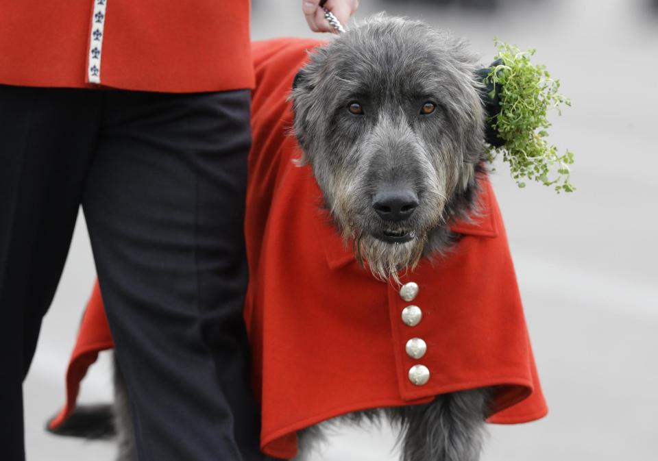 Domhnall the Irish Wolfhound wears a shamrock after being presented it by Kate, The Duchess of Cambridge during a visit to the 1st Battalion Irish Guards at the St. Patrick's Day Parade at Mons Barracks, Aldershot, in England, Monday, March 17, 2014. The Duke of Cambridge attended the Parade as Colonel of the Regiment. The Duchess of Cambridge presented the traditional sprigs of shamrocks to the Officers and Guardsmen of the Regiment. (AP Photo/Kirsty Wigglesworth)