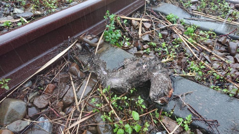 台鐵表示，卡在電車線上的異物為鳥屍。   圖：台鐵／提供