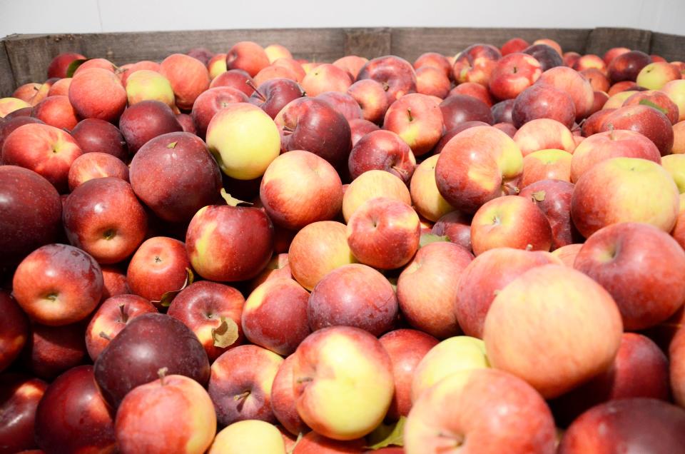 Fresh produce, like apples, are available at the Manna Food Project, located at 8791 McBride Park Ct. in Harbor Springs.