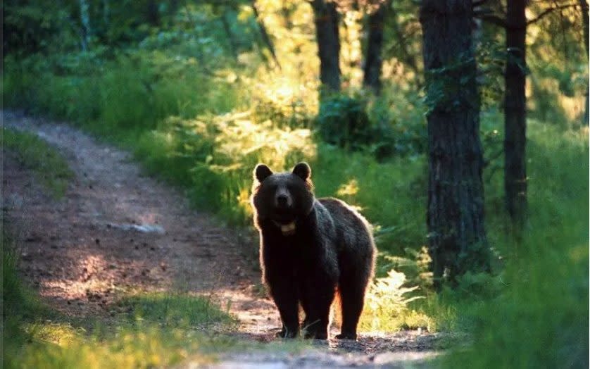 brown bear