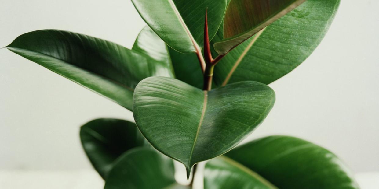 5 houseplants to keep your home cool