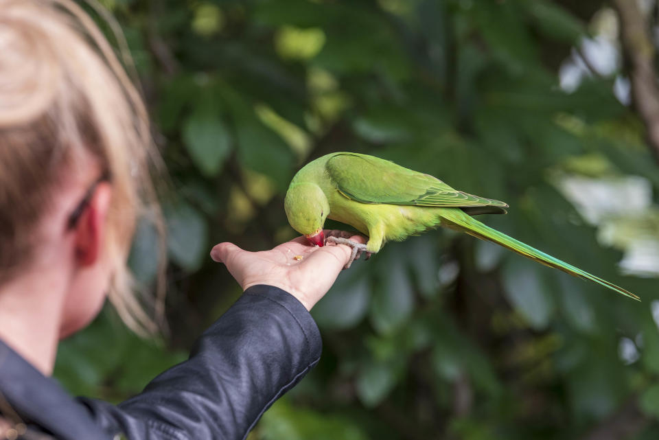 A woman feeds a Rose-ringed Parakeet on her outstretched arm at St James Park. (Photo by Dave Rushen / SOPA Images/Sipa USA)