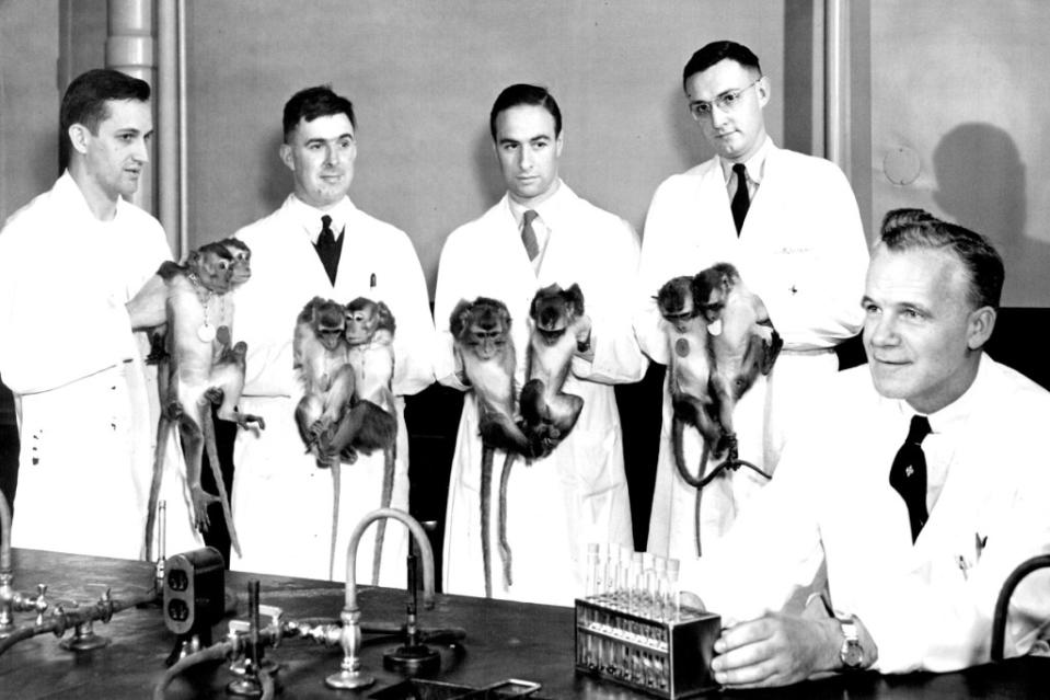 MINNEAPOLIS, MN - DECEMBER 1953: In the new polio detection method discovered at the University of Minnesota, the eight culture tubes of cancer cells in foreground have replaced eight (or more) monkeys of the type being held in background. The older polio test method with monkeys took from 7 to 45 days; the newer one employing cancer cells requires only one to four days and is replacing the monkey test in labora­tories throughout the world. Staff members taking part in the polio tests at the University of Minnesota are (from left) William H. Murphy Jr., graduate student; Dr. John O'H. Tobin, assistant professor from the University of Manchester, England; Dr. Theodor Brunner, instructor from Zurich, Switzerland; Dr. W.F. Scherer, assistant professor of bacteriology, and Dr. Jerome T. Syverton, professor and head of the bacteriology and immunology department. The last two named discovered the cancer cell test. December 18, 1953, Millard Hall. (Photo by Powell Krueger/Star Tribune via Getty Images)