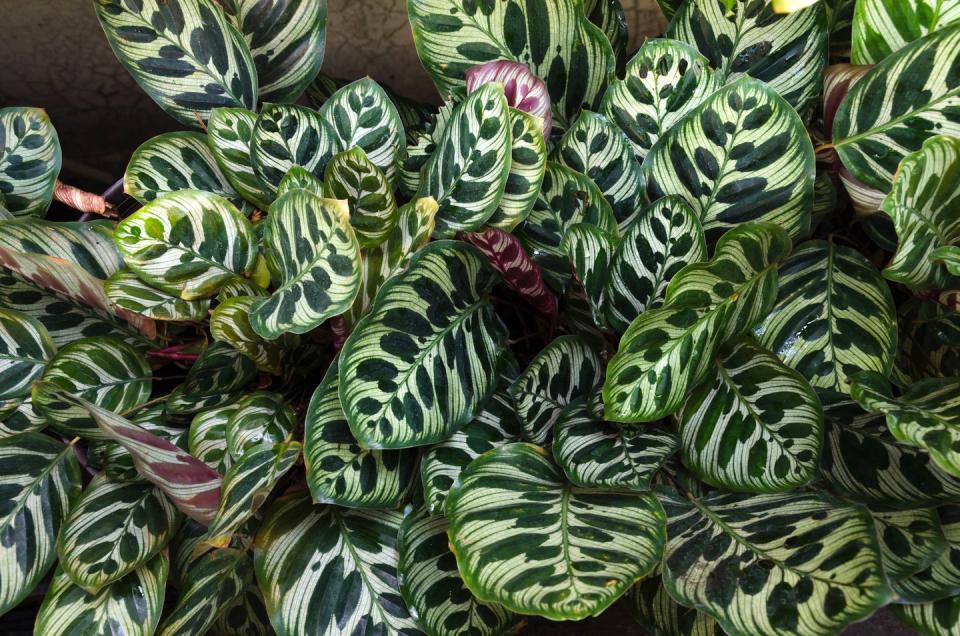 <p>This gorgeous flowering plant – famed for its colourful waxy leaves — starts off small but matures over time. If you do opt for Calathea, place on a shelf and move to the floor as it matures.<br></p><p><a class="link " href="https://bloomboxclub.com/products/calathea-medallion" rel="nofollow noopener" target="_blank" data-ylk="slk:BUY NOW VIA BLOOMBOX CLUB;elm:context_link;itc:0;sec:content-canvas">BUY NOW VIA BLOOMBOX CLUB</a></p><p><strong>READ MORE</strong>: <a href="https://www.housebeautiful.com/uk/garden/plants/g32377017/indoor-plant-pots/" rel="nofollow noopener" target="_blank" data-ylk="slk:23 stylish indoor plant pots to suit every interior;elm:context_link;itc:0;sec:content-canvas" class="link ">23 stylish indoor plant pots to suit every interior</a></p>