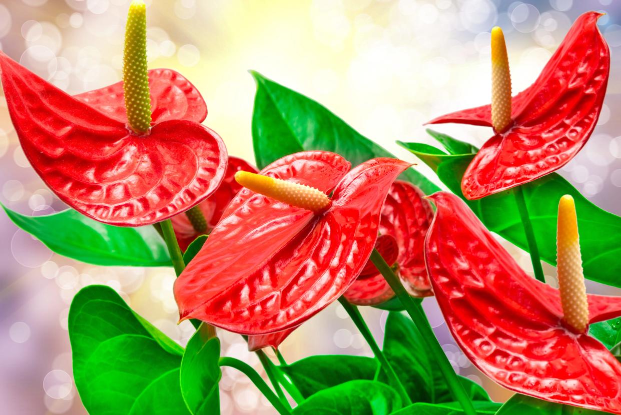 Anthuriums, though too sensitive for landscape use, are attractive houseplants.