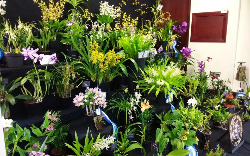 Rare and interesting orchids are on display at the North of England Orchid Society show - North of England Orchid Society