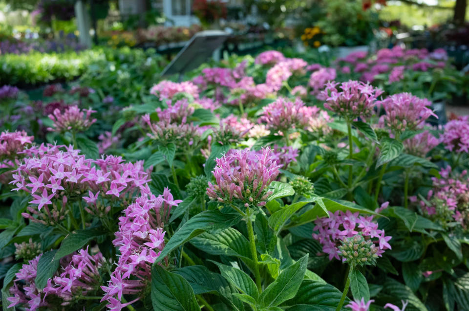 Pentas, available in different colors and heights, will flower in full to partial sun, and is very attractive to butterflies.