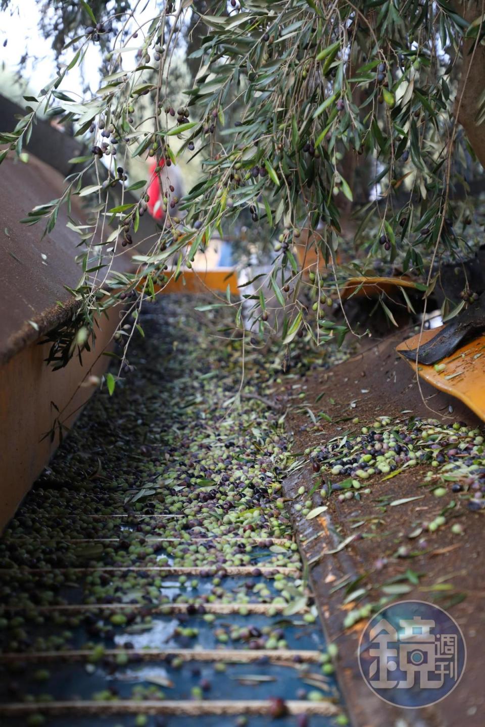 搖下來的橄欖，經由輸送帶送到簍筐中。